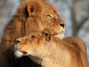 Красивые лев и львица фото